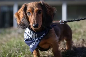 Pretzel, a brown Dachshund wearing the Landmark Therapy Dog bandana.