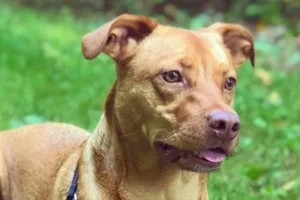 Riley Bear the Vizsla Mix.
