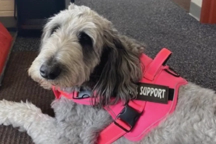 Sadie the collie/poodle mix therapy dog wearing a hot pink harness saying support.