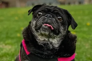 Sméagol the pug wearing a red harness.