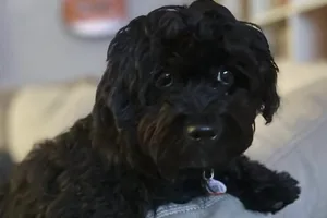 Suki the Havapoo.