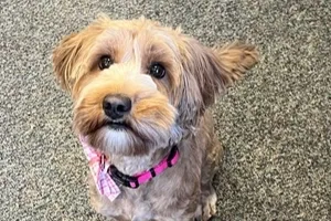 Waffle the Labradoodle wearing a pink collar.