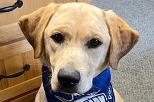 Zoe the Labrador Retriever wearing a blue Landmark College bandanna.