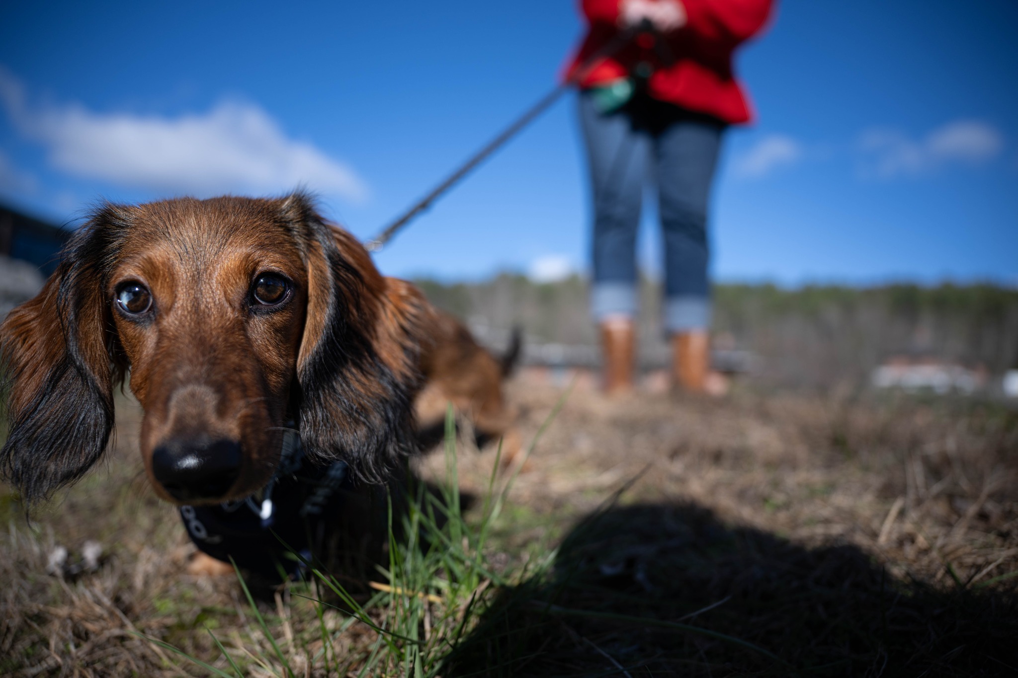Pretzel, a mini dachshund, stands in the foreground, ahead of his human, who stands in the background outdoors.