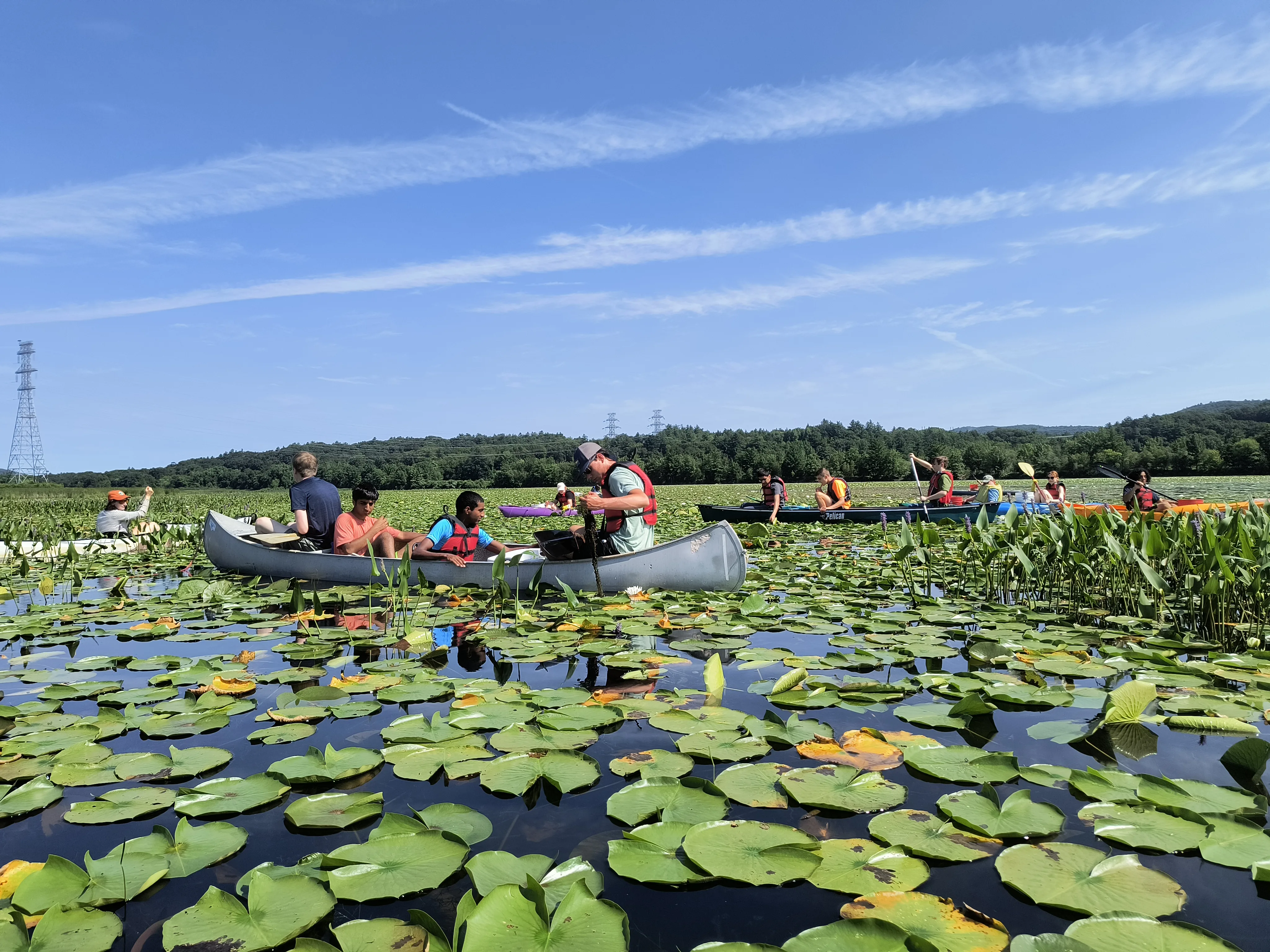 Students are seated in canoes on the Connecticut River, working to remove water chestnuts.
