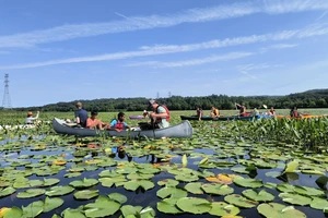 Students are seated in canoes on the Connecticut River, working to remove water chestnuts.