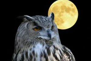 Owl and full moon.