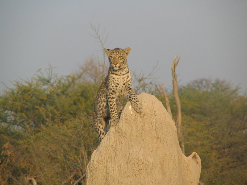 Leopard standing on a rock.