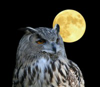 Owl and full moon.