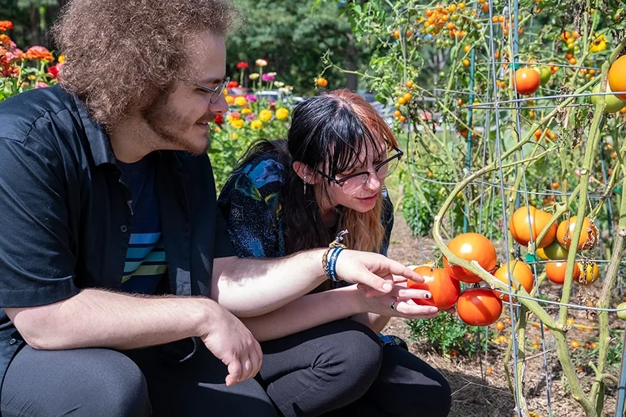 Two people bend down near the ground to look at tomato plants.